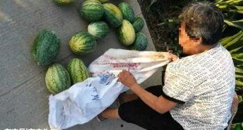 沛县吃瓜最新事件爆料,揭秘背后真相与争议